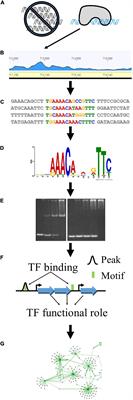 Genome-Wide Transcription Factor DNA Binding Sites and Gene Regulatory Networks in Clostridium thermocellum